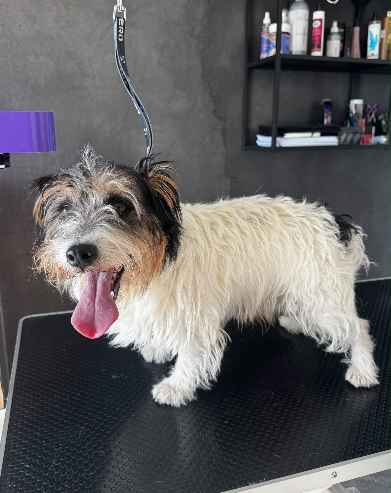 Jack russell teriér – Trimování — před