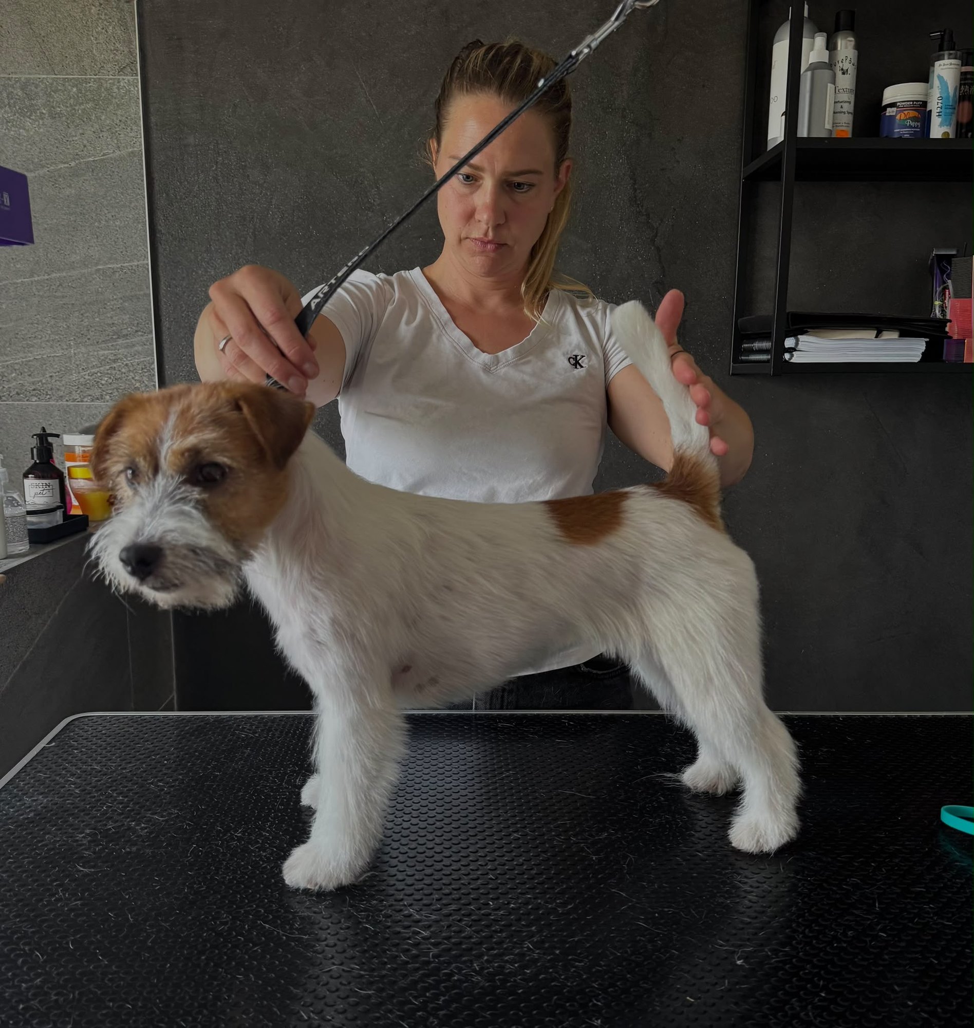 Pavla srovnává štěně jack russell teriéra do výstavního postoje